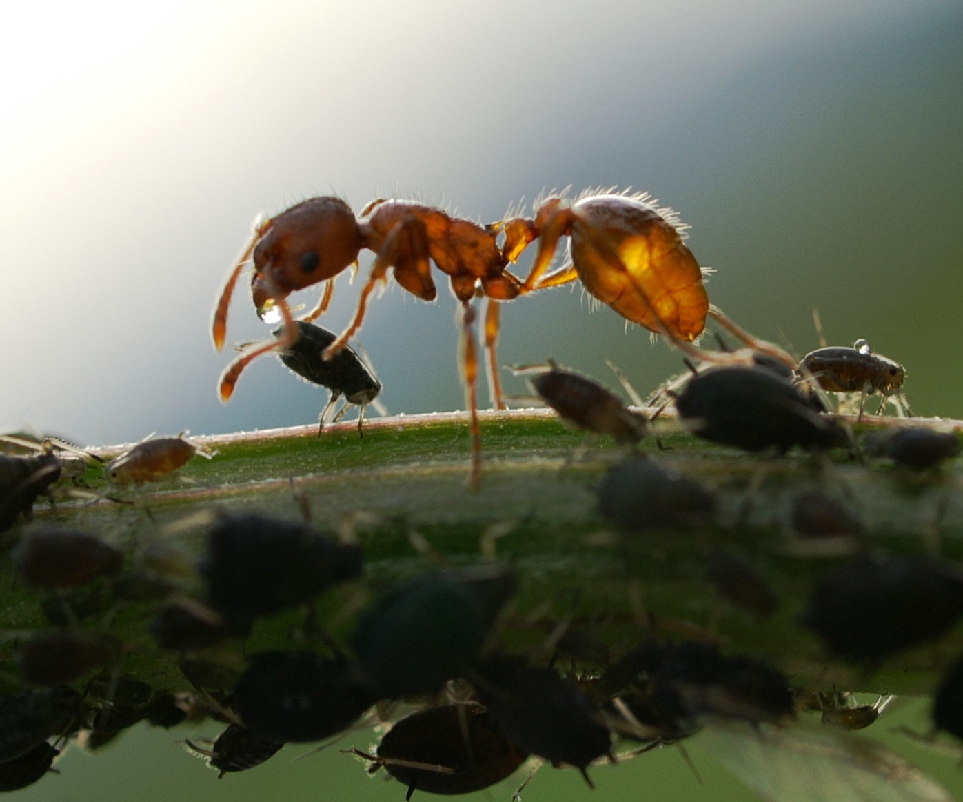 Eine Ameise nimmt von einer Blattlaus einen Tropfen Honigtau auf. © Friedrich Boehringer, Wikimedia Commons