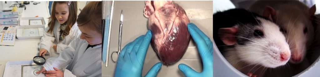 Herzsektion Als Video Mit Forscherheft Biolab Praxisideen Biologieunterricht