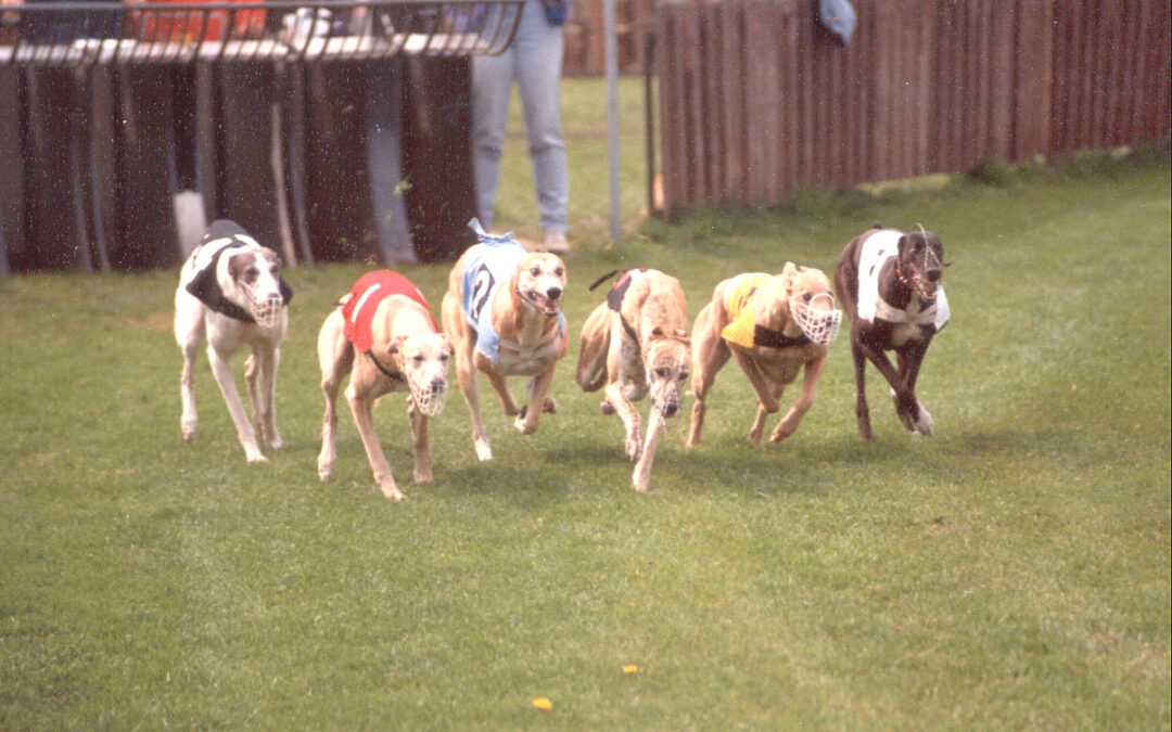 Hunde als Wegwerfprodukt: Windhundrennen in Großbritannien und Irland