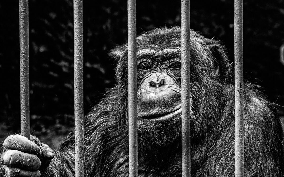 Das Leid hinter den Kulissen: Wenn Filmtiere für die Unterhaltung leiden