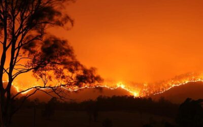 Unsere Erde brennt! – Ein kurzer Überblick über Waldbrände weltweit.