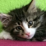 Profilbild von Oleksandra