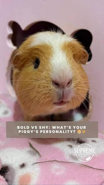 WhatsApp Image 2026-03-11 at 05.22.00