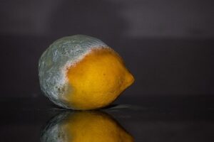 Bild von einer verschimmelten Zitrone