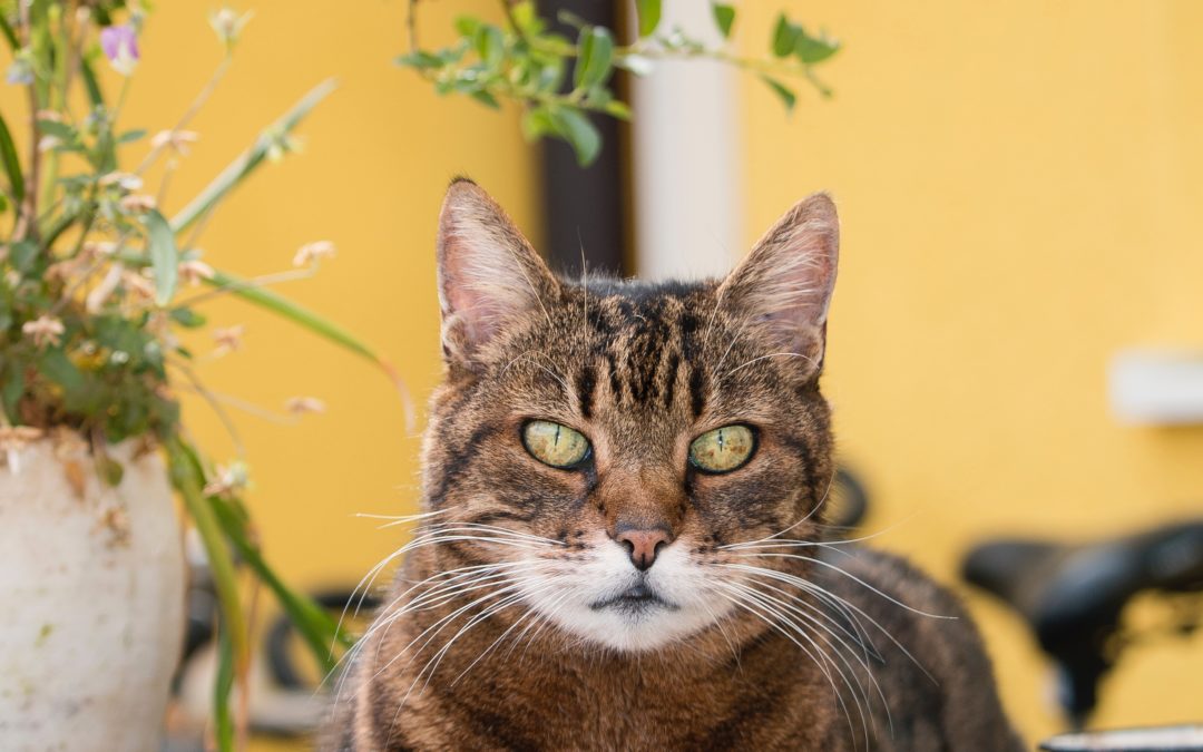 Miau Ein Konzept Fur Die Zukunft Medienbildung