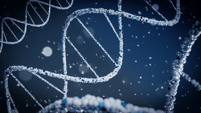 Lernpfad zur DNA und Zellkernteilung