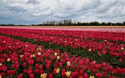 Public Health Praktikum in Eindhoven, Niederlande