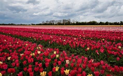 Public Health Praktikum in Eindhoven, Niederlande