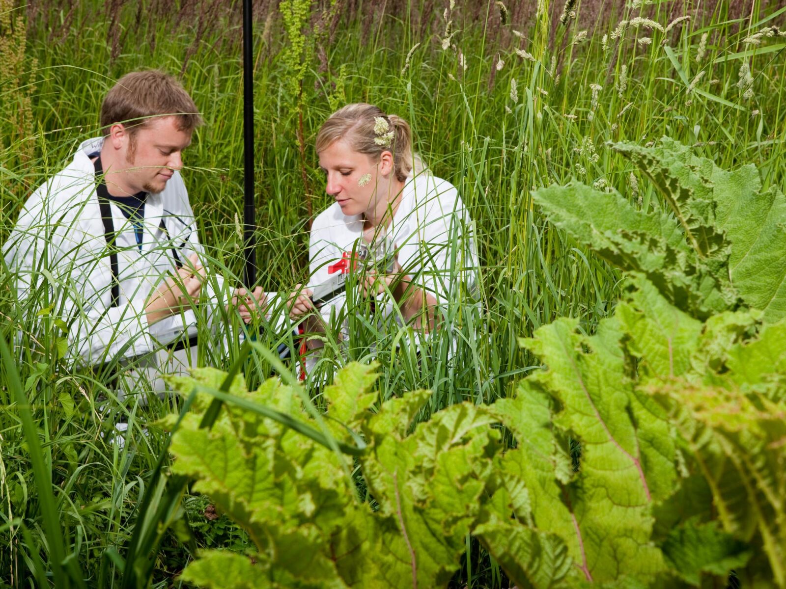 Zwei Personen in Laborkitteln umgeben von hohem Gras.